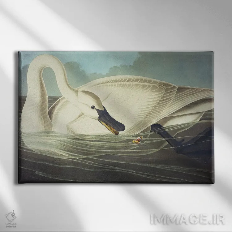 تابلو قوی شیپوری ۲ اثر جان جیمز آدوبون (نقاش و پرندهشناس) - نمای روبهرو روی دیوار