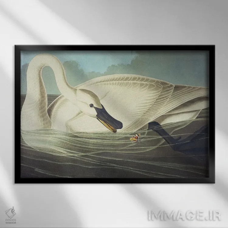 تابلو قوی شیپوری ۲ اثر جان جیمز آدوبون (نقاش و پرندهشناس) - نمای قابدار مشکی