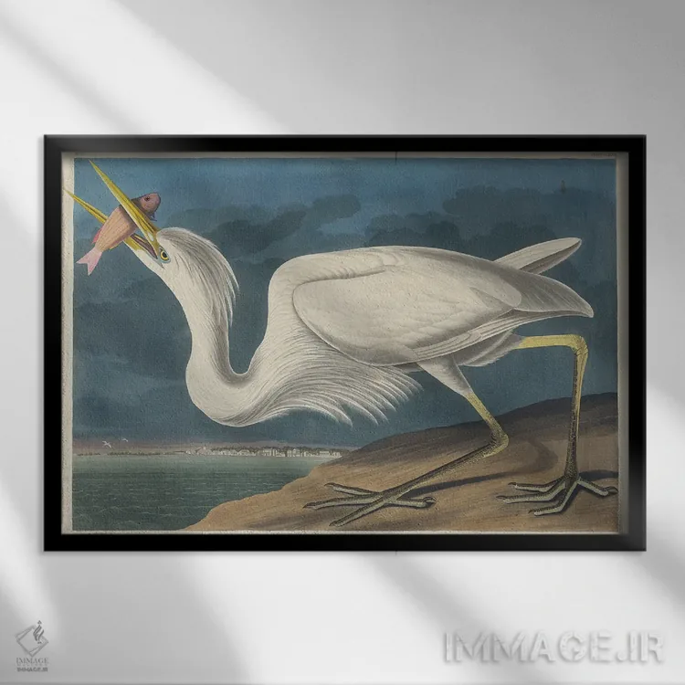 تابلو 1835,حواصیل سفید بزرگ ۱۸۳۵ اثر جان جیمز آدوبون (نقاش و پرندهشناس) - نمای قابدار مشکی