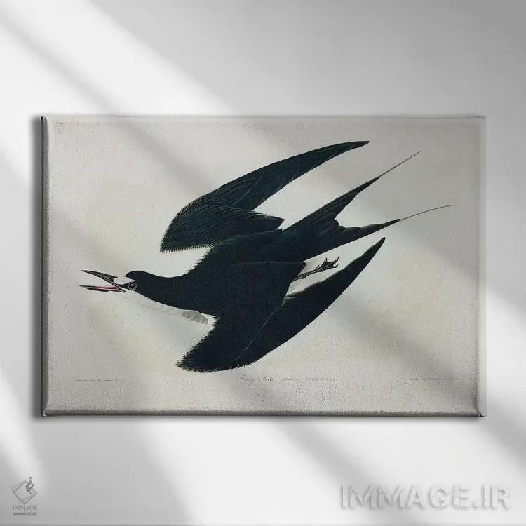 تابلو مرغ دریایی دودی (از پرندگان آمریکا ۱۸۲۷) اثر جان جیمز آدوبون (نقاش و پرندهشناس) - نمای روبهرو روی دیوار