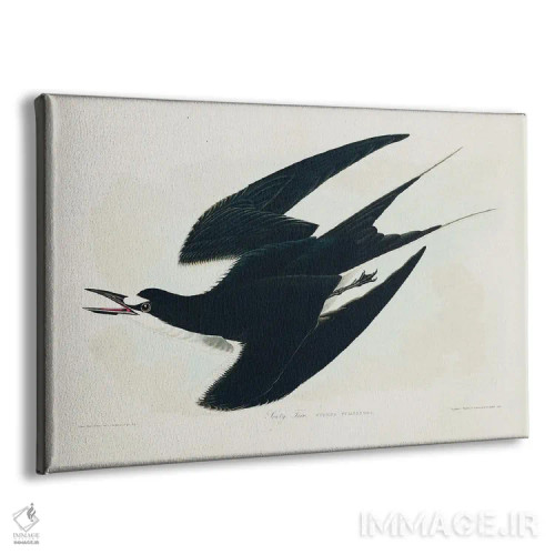 تابلو مرغ دریایی دودی (از پرندگان آمریکا ۱۸۲۷) اثر جان جیمز آدوبون (نقاش و پرندهشناس) - نمای پرسپکتیو محصول