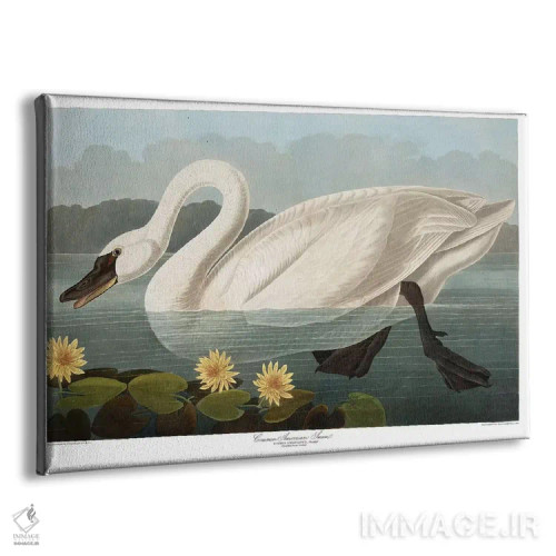 تابلو قوی معمولی آمریکایی اثر جان جیمز آدوبون (نقاش و پرندهشناس) - نمای پرسپکتیو محصول