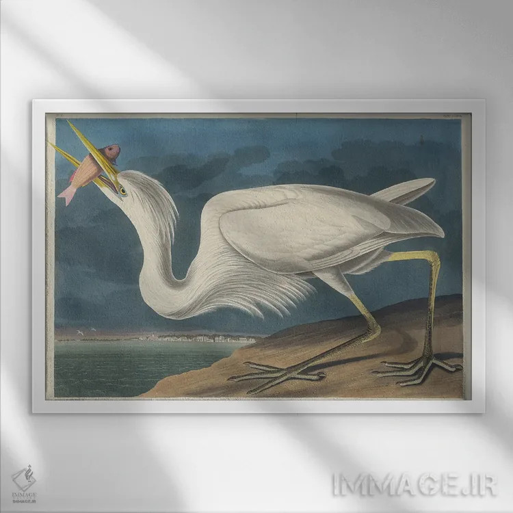 تابلو 1835,حواصیل سفید بزرگ ۱۸۳۵ اثر جان جیمز آدوبون (نقاش و پرندهشناس) - نمای قابدار سفید