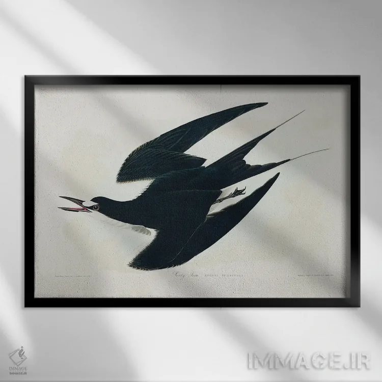 تابلو مرغ دریایی دودی (از پرندگان آمریکا ۱۸۲۷) اثر جان جیمز آدوبون (نقاش و پرندهشناس) - نمای قابدار مشکی