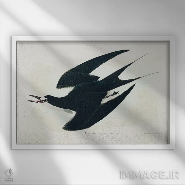 تابلو مرغ دریایی دودی (از پرندگان آمریکا ۱۸۲۷) اثر جان جیمز آدوبون (نقاش و پرندهشناس) - نمای قابدار سفید