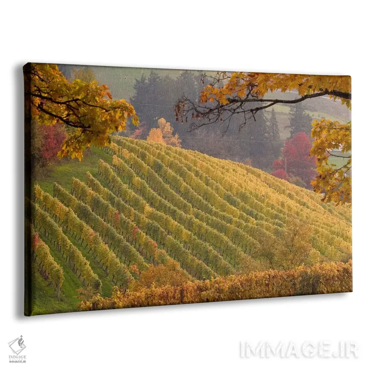 تابلو چشمانداز تاکستان پاییزی، نیوبرگ، شهرستان یامهیل، اورگن، آمریکا اثر جنیس میگلاوس - نمای پرسپکتیو محصول