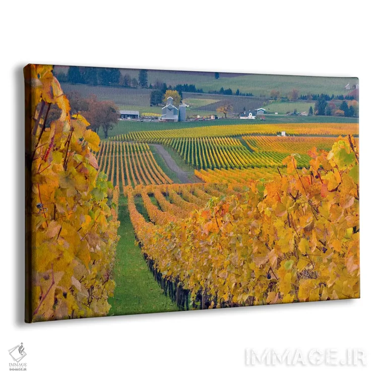 تابلو چشمانداز تاکستان پاییزی، املاک خانواده استولر، شهرستان یامهیل، اورگن، آمریکا اثر جنیس میگلاوس - نمای پرسپکتیو محصول