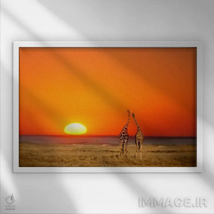 تابلو زوج زرافه، پارک ملی اتوشا، نامیبیا اثر جنیس میگلاوس - نمای قابدار سفید