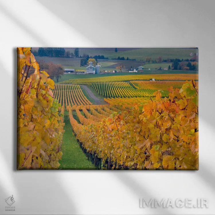 تابلو چشمانداز تاکستان پاییزی، املاک خانواده استولر، شهرستان یامهیل، اورگن، آمریکا اثر جنیس میگلاوس - نمای روبهرو روی دیوار