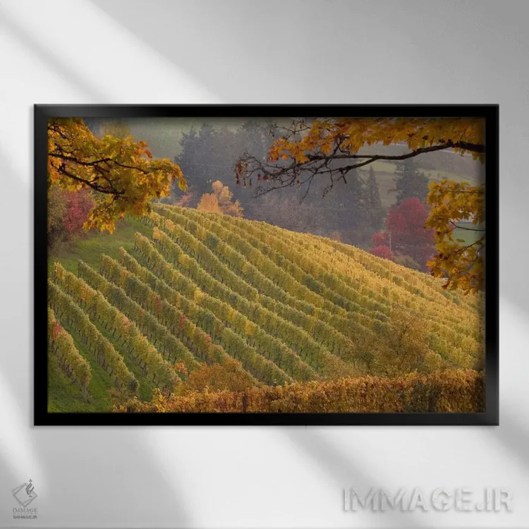 تابلو چشمانداز تاکستان پاییزی، نیوبرگ، شهرستان یامهیل، اورگن، آمریکا اثر جنیس میگلاوس - نمای قابدار مشکی