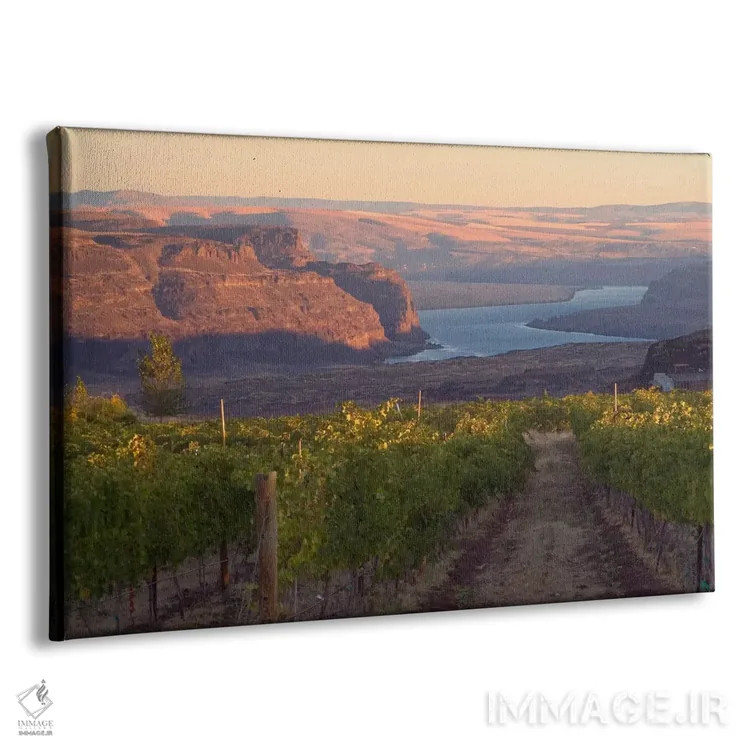 تابلو رودخانه کلمبیا با تاکستان Cave B در پیشزمینه، شهرستان گرانت، منطقه Columbia Valley AVA، واشینگتن، آمریکا اثر جنیس میگلاوس - نمای پرسپکتیو محصول