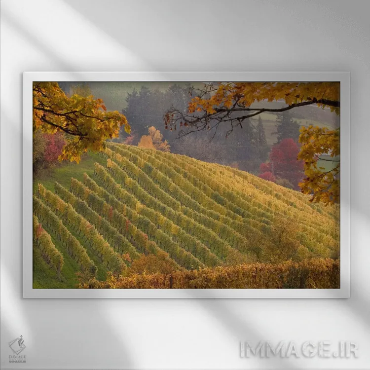 تابلو چشمانداز تاکستان پاییزی، نیوبرگ، شهرستان یامهیل، اورگن، آمریکا اثر جنیس میگلاوس - نمای قابدار سفید
