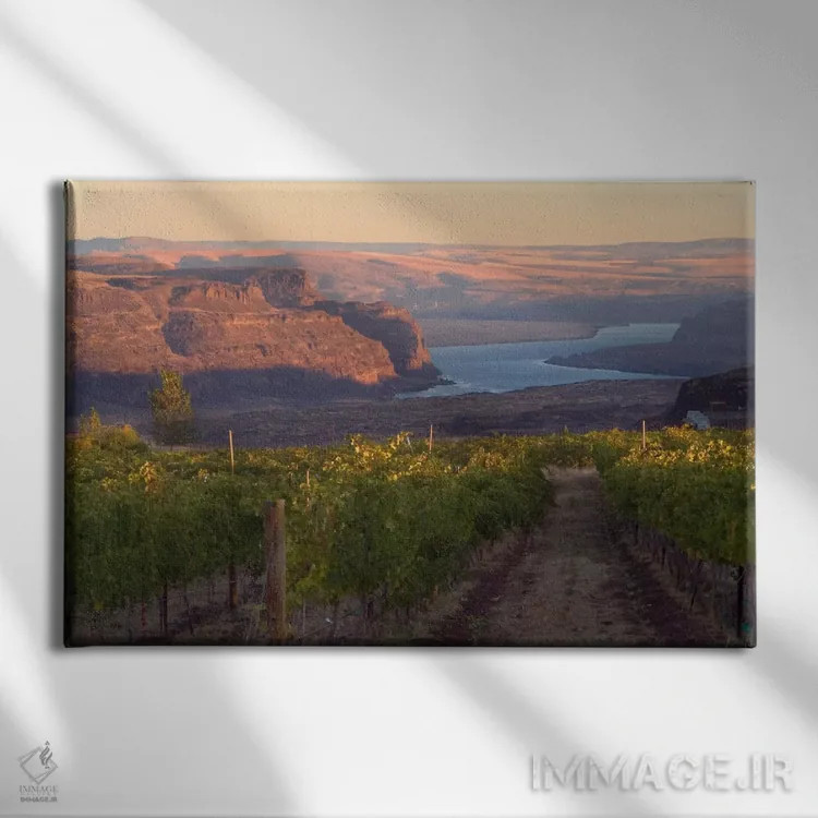 تابلو رودخانه کلمبیا با تاکستان Cave B در پیشزمینه، شهرستان گرانت، منطقه Columbia Valley AVA، واشینگتن، آمریکا اثر جنیس میگلاوس - نمای روبهرو روی دیوار