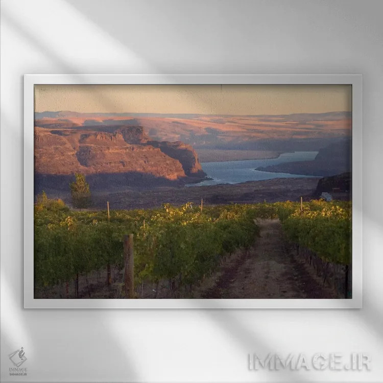 تابلو رودخانه کلمبیا با تاکستان Cave B در پیشزمینه، شهرستان گرانت، منطقه Columbia Valley AVA، واشینگتن، آمریکا اثر جنیس میگلاوس - نمای قابدار سفید