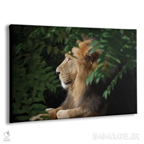 تابلو شیر نر آفریقایی اثر آدریان ویریو - نمای پرسپکتیو محصول