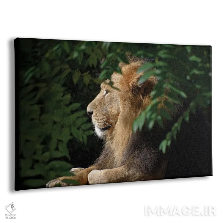تابلو شیر نر آفریقایی اثر آدریان ویریو - نمای پرسپکتیو محصول