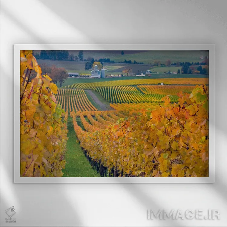 تابلو چشمانداز تاکستان پاییزی، املاک خانواده استولر، شهرستان یامهیل، اورگن، آمریکا اثر جنیس میگلاوس - نمای قابدار سفید