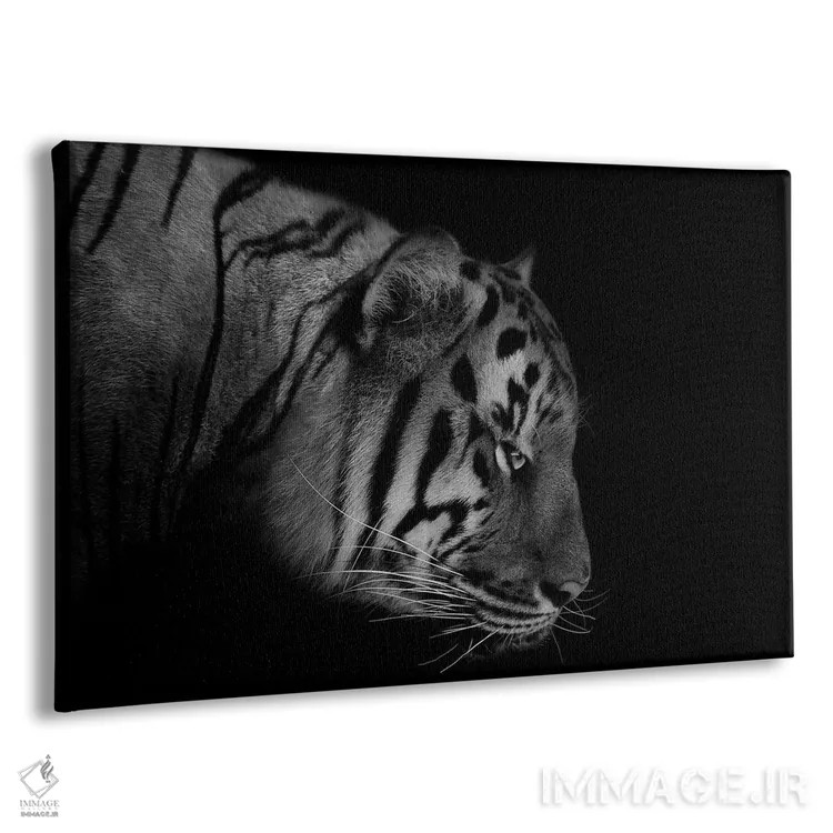 تابلو ببر (سیاه و سفید) اثر آدریان ویریو - نمای پرسپکتیو محصول