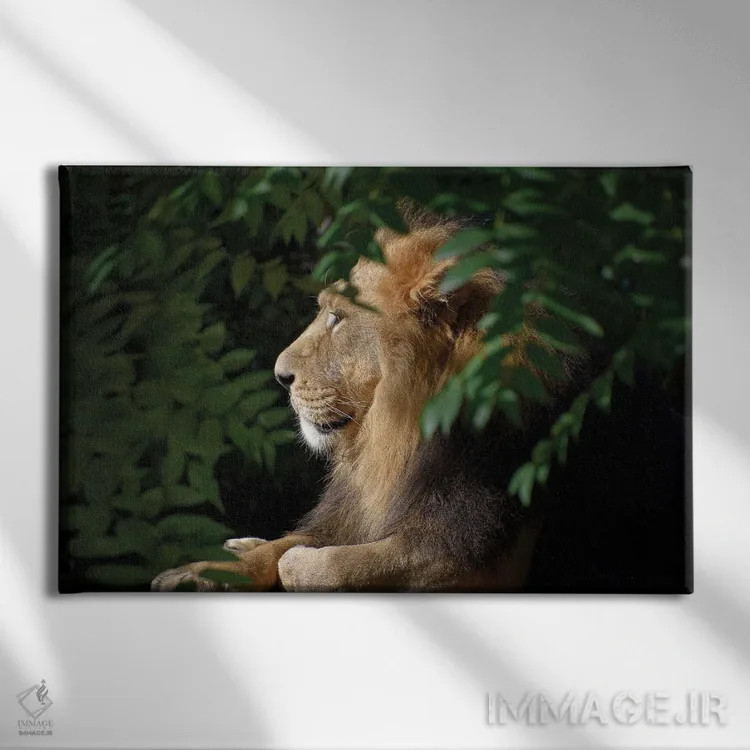 تابلو شیر نر آفریقایی اثر آدریان ویریو - نمای روبهرو روی دیوار