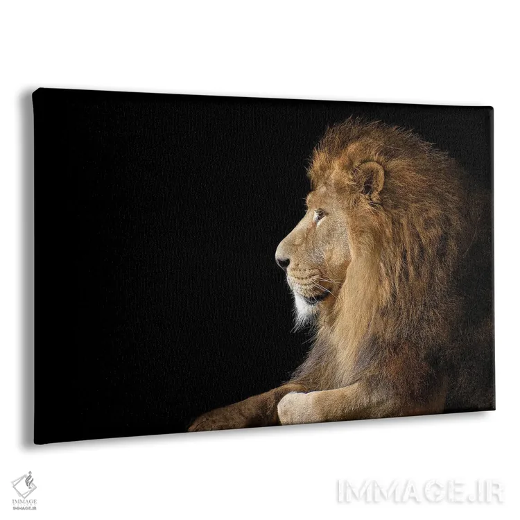 تابلو شیر نر آفریقایی روی زمینه سیاه اثر آدریان ویریو - نمای پرسپکتیو محصول