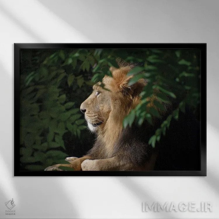 تابلو شیر نر آفریقایی اثر آدریان ویریو - نمای قابدار مشکی