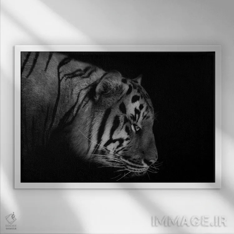 تابلو ببر (سیاه و سفید) اثر آدریان ویریو - نمای قابدار سفید
