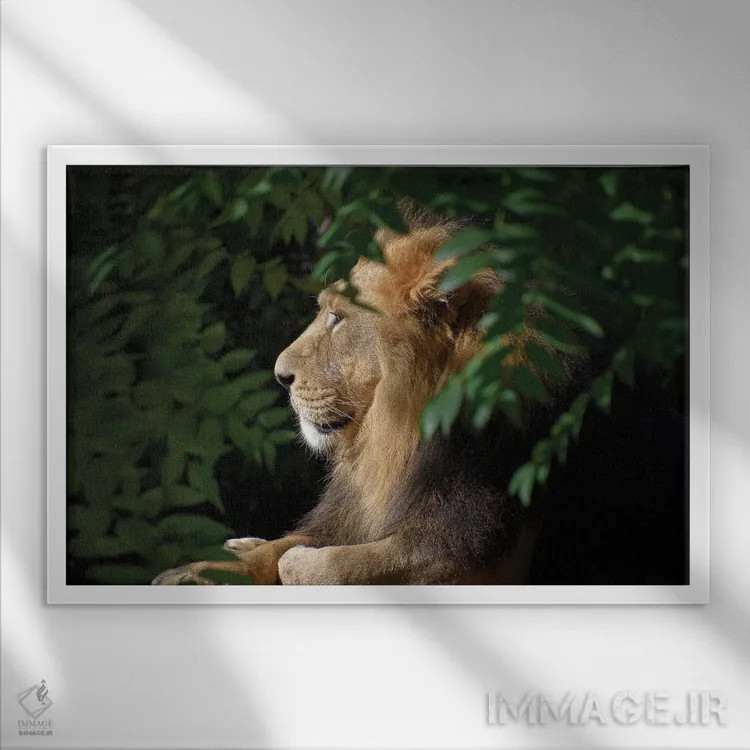 تابلو شیر نر آفریقایی اثر آدریان ویریو - نمای قابدار سفید