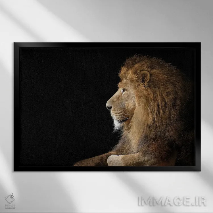 تابلو شیر نر آفریقایی روی زمینه سیاه اثر آدریان ویریو - نمای قابدار مشکی