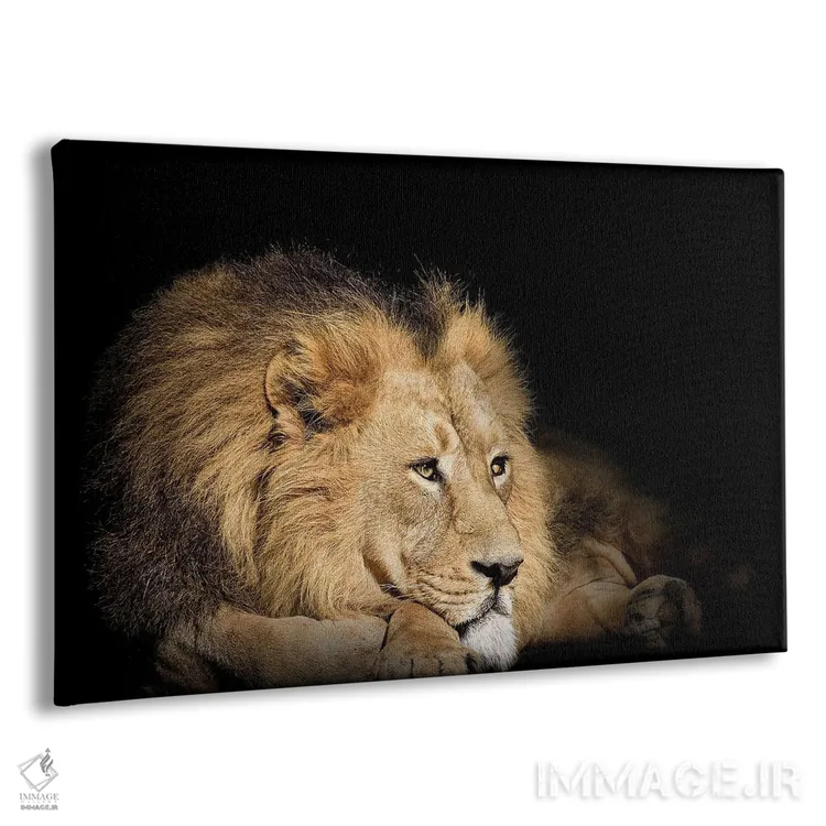 تابلو شیر استراحتکننده روی پسزمینه سیاه اثر آدریان ویریو - نمای پرسپکتیو محصول