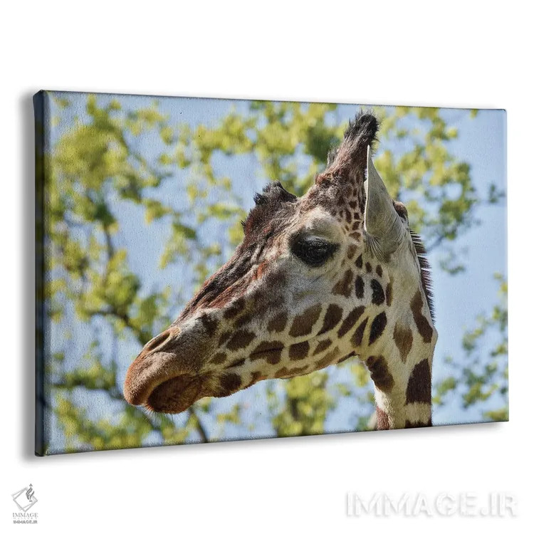 تابلو سر زرافه اثر آدریان ویریو - نمای پرسپکتیو محصول