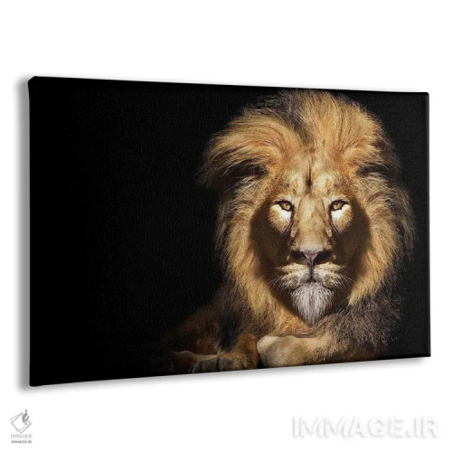 تابلو پرتره شیر نر آفریقایی روی پسزمینه سیاه اثر آدریان ویریو - نمای پرسپکتیو محصول