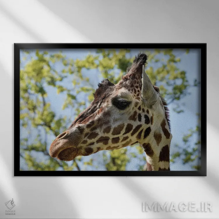 تابلو سر زرافه اثر آدریان ویریو - نمای قابدار مشکی