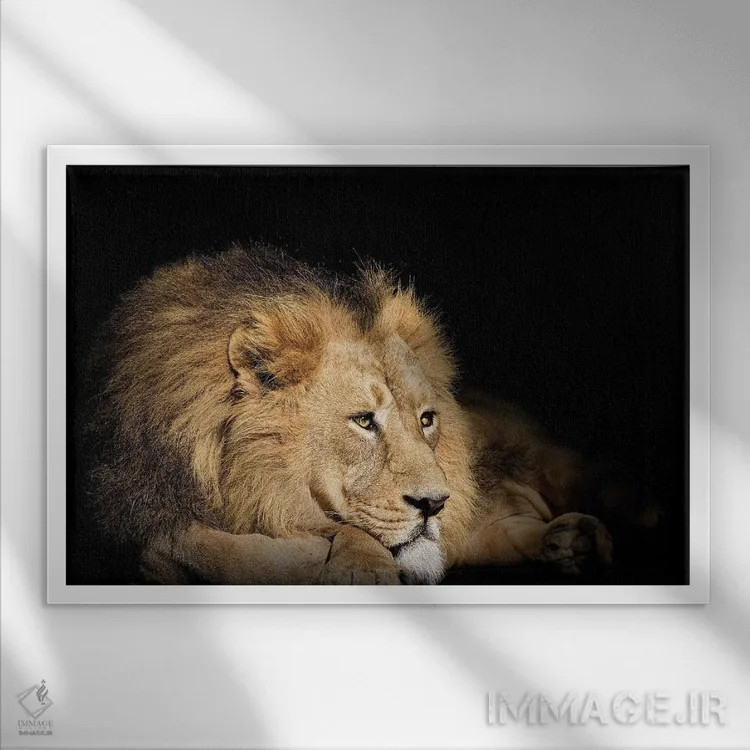 تابلو شیر استراحتکننده روی پسزمینه سیاه اثر آدریان ویریو - نمای قابدار سفید