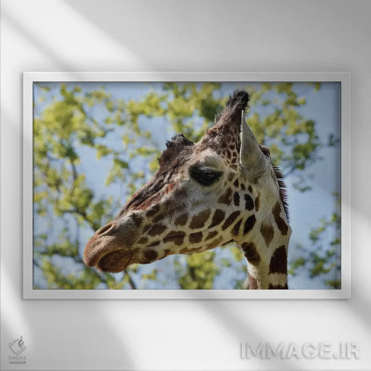 تابلو سر زرافه اثر آدریان ویریو - نمای قابدار سفید