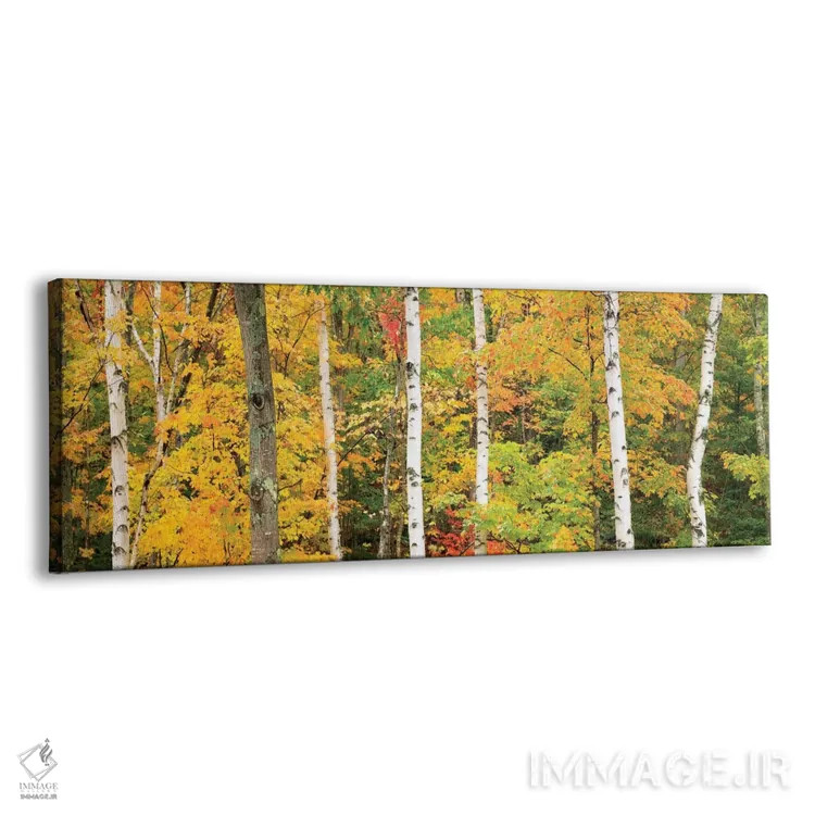 تابلو منظره جنگل پاییزی، کوههای سفید، نیوهمشایر، آمریکا اثر گارث مککورمک - نمای پرسپکتیو محصول