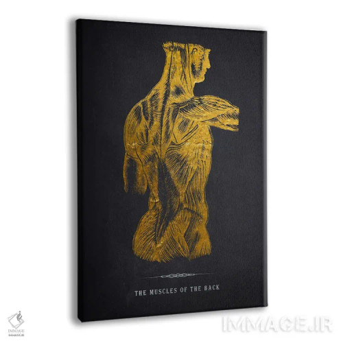 تابلو چاپ آناتومی عضلات پشت بدن اثر پیکسل کهنه (استودیو/نام هنری) - نمای پرسپکتیو محصول