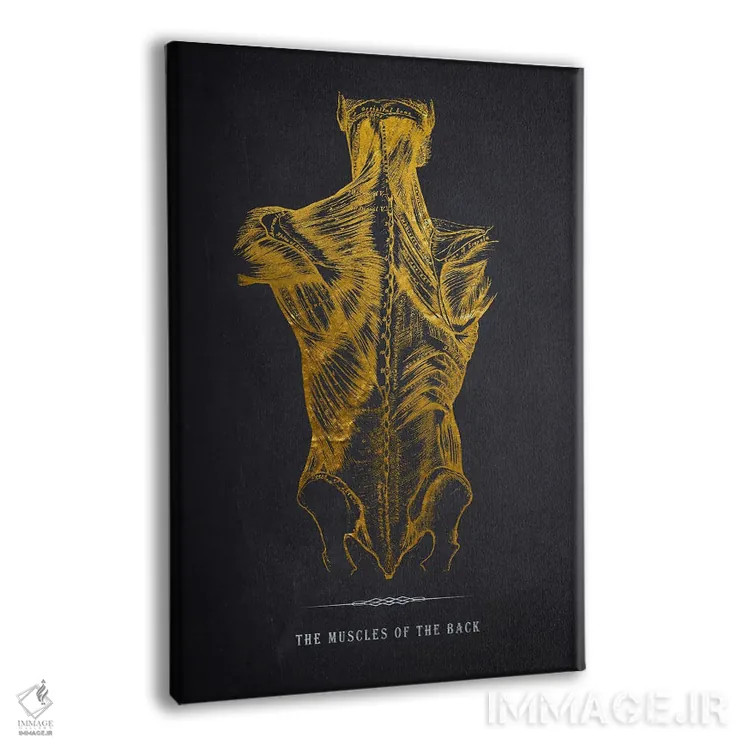 تابلو چاپ آناتومی عضلات پشت بدن اثر پیکسل کهنه (استودیو/نام هنری) - نمای پرسپکتیو محصول