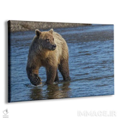 تابلو خرس گریزلی بالغ در حال تعقیب ماهی، پارک ملی لیک کلارک، آلاسکا، نهر سیلور سالمون اثر آدام جونز - نمای پرسپکتیو محصول