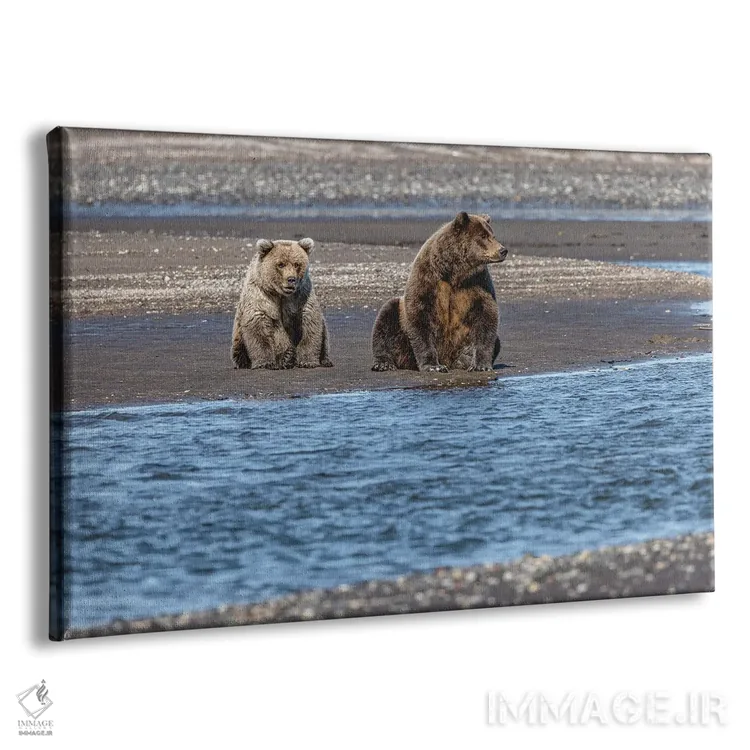 تابلو خرس گریزلی ماده بالغ و توله در حال ماهیگیری، پارک ملی لیک کلارک، آلاسکا اثر آدام جونز - نمای پرسپکتیو محصول