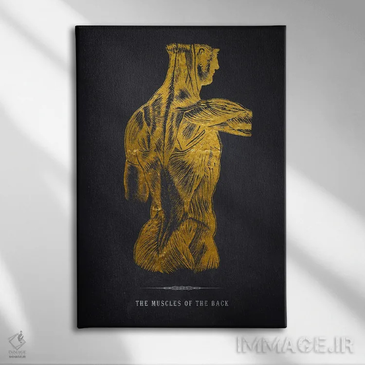 تابلو چاپ آناتومی عضلات پشت بدن اثر پیکسل کهنه (استودیو/نام هنری) - نمای روبهرو روی دیوار