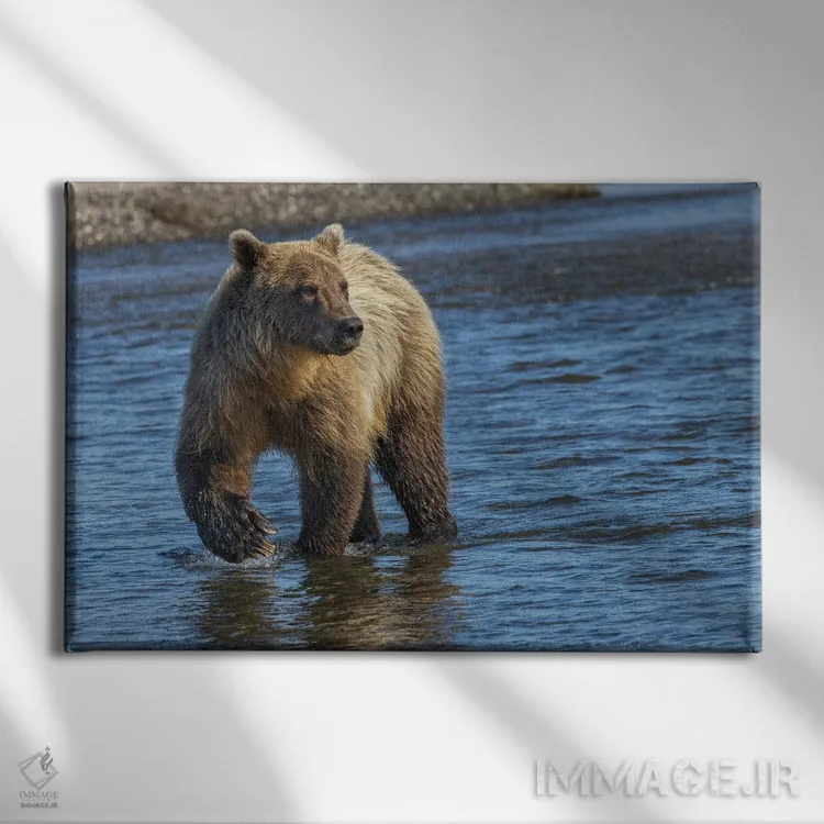 تابلو خرس گریزلی بالغ در حال تعقیب ماهی، پارک ملی لیک کلارک، آلاسکا، نهر سیلور سالمون اثر آدام جونز - نمای روبهرو روی دیوار