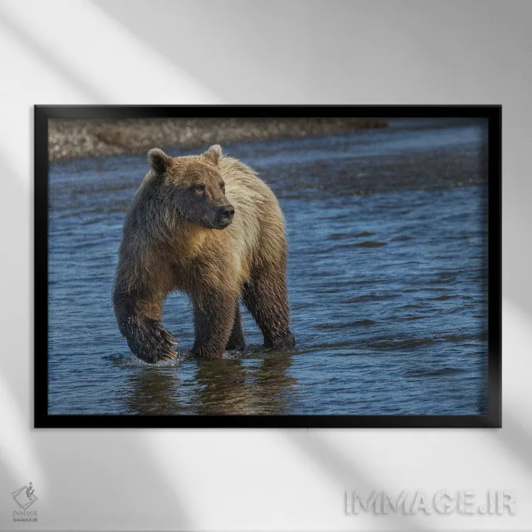 تابلو خرس گریزلی بالغ در حال تعقیب ماهی، پارک ملی لیک کلارک، آلاسکا، نهر سیلور سالمون اثر آدام جونز - نمای قابدار مشکی