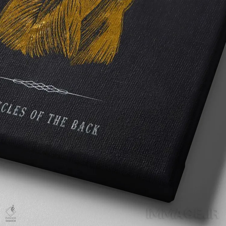 تابلو چاپ آناتومی عضلات پشت بدن اثر پیکسل کهنه (استودیو/نام هنری) - نمای نزدیک بافت بوم