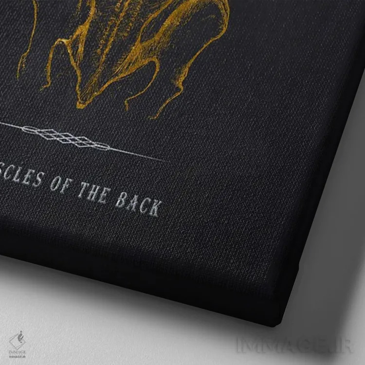 تابلو چاپ آناتومی عضلات پشت بدن اثر پیکسل کهنه (استودیو/نام هنری) - نمای نزدیک بافت بوم