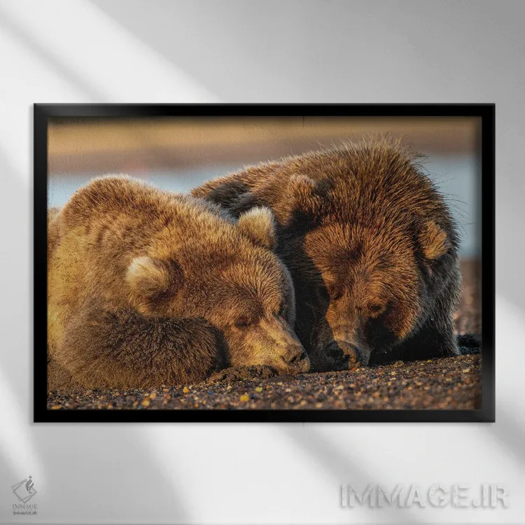 تابلو خرس گریزلی ماده بالغ و توله خوابیده کنار هم روی ساحل هنگام طلوع، پارک ملی لیک کلارک، آلاسکا اثر آدام جونز - نمای قابدار مشکی
