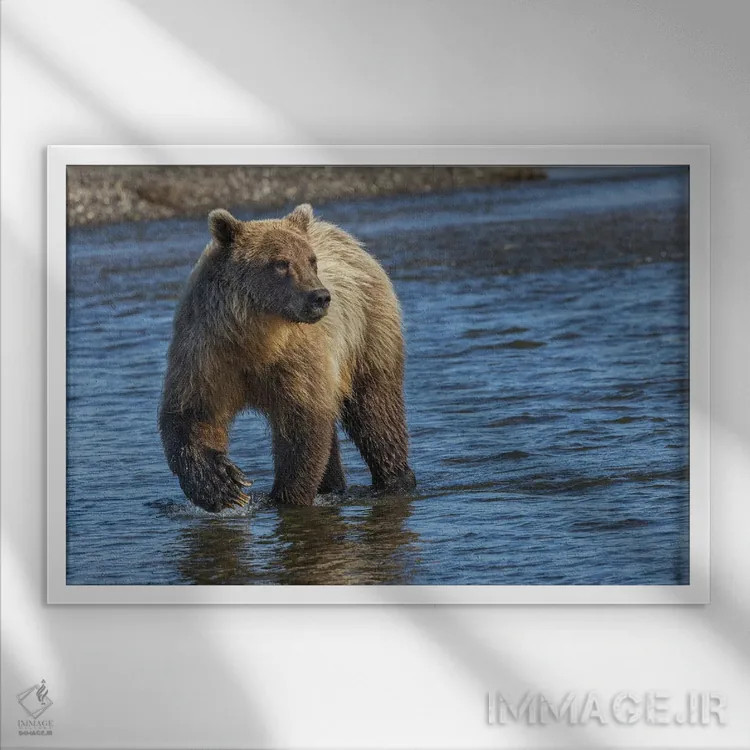تابلو خرس گریزلی بالغ در حال تعقیب ماهی، پارک ملی لیک کلارک، آلاسکا، نهر سیلور سالمون اثر آدام جونز - نمای قابدار سفید