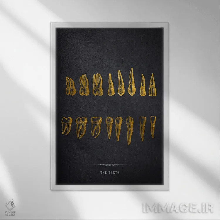 تابلو آناتومی دندانها اثر پیکسل کهنه (استودیو/نام هنری) - نمای قابدار سفید