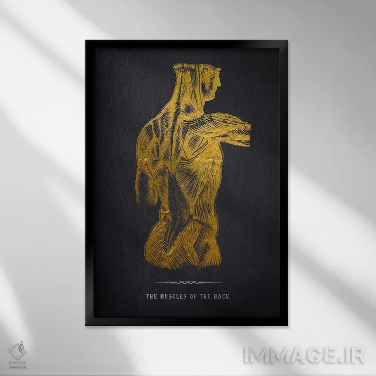 تابلو چاپ آناتومی عضلات پشت بدن اثر پیکسل کهنه (استودیو/نام هنری) - نمای قابدار مشکی