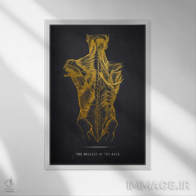 تابلو چاپ آناتومی عضلات پشت بدن اثر پیکسل کهنه (استودیو/نام هنری) - نمای قابدار سفید