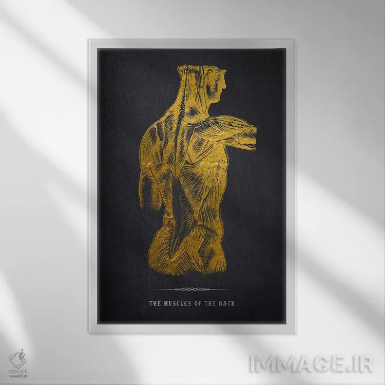 تابلو چاپ آناتومی عضلات پشت بدن اثر پیکسل کهنه (استودیو/نام هنری) - نمای قابدار سفید